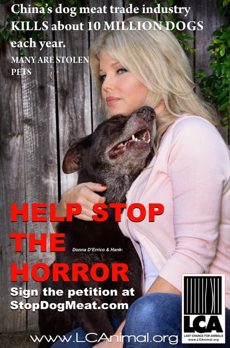 29 Stars Who Shined a Light on Shelter Pets