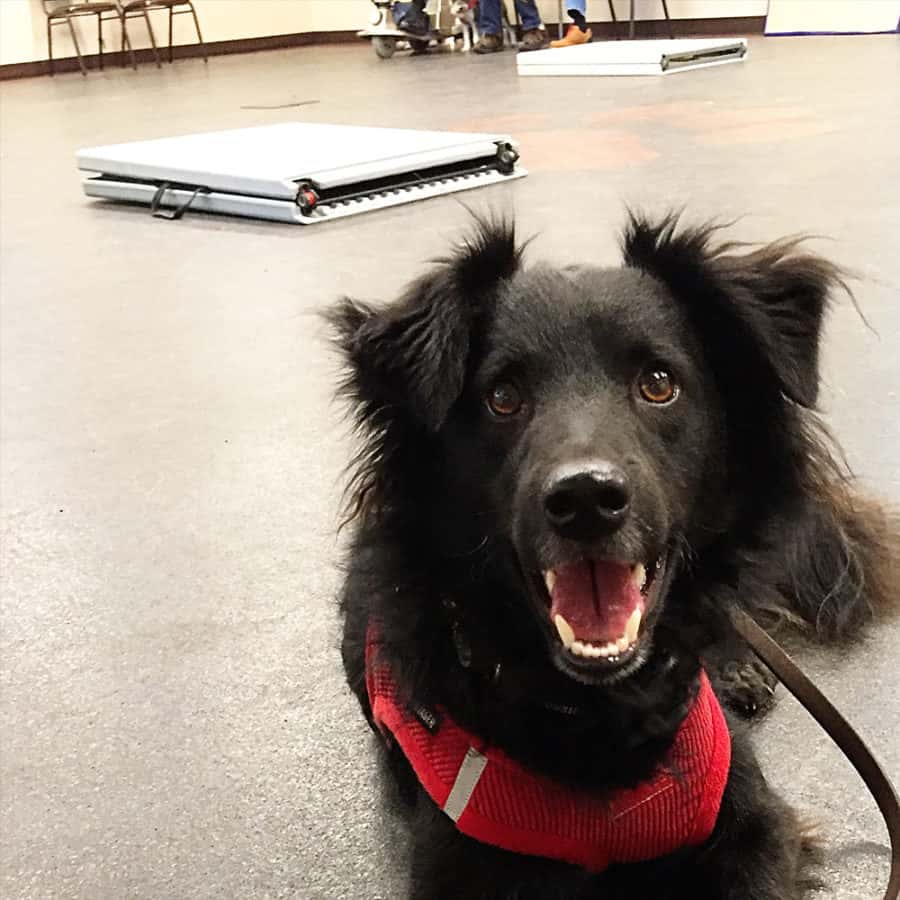 dog in training class