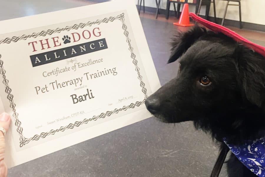 dog earning pet therapy diploma
