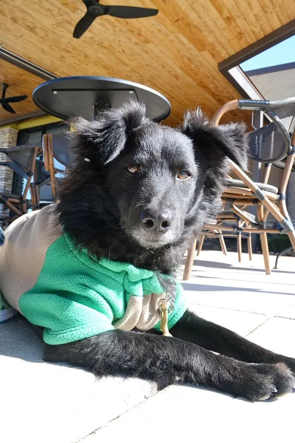 dog at Starbucks