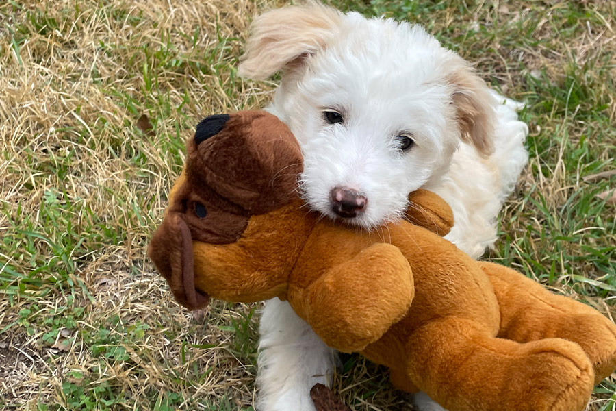 puppy with teddy bear