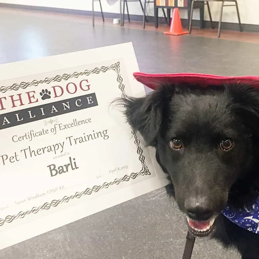 dog with graduation certificate for therapy dog class