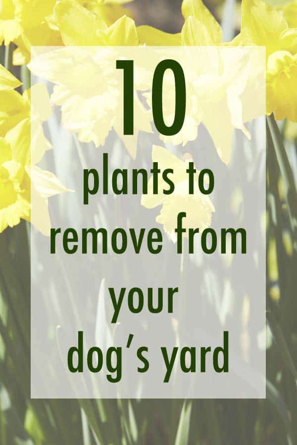 Plants That Are Poisonous To Dogs