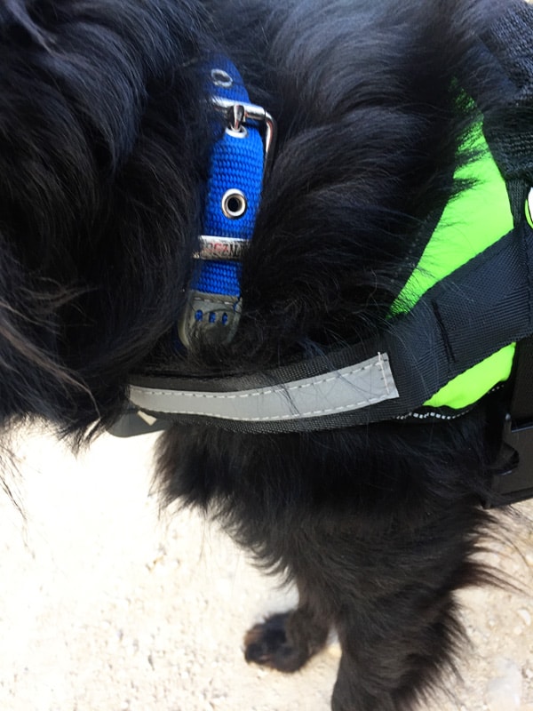 Joyride Harness -- formerly Pug Life Harness reflective strips