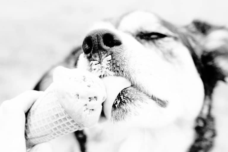Peanut Butter & Banana Dog Ice Cream Recipe (& More Varieties Your Dog Will Love)