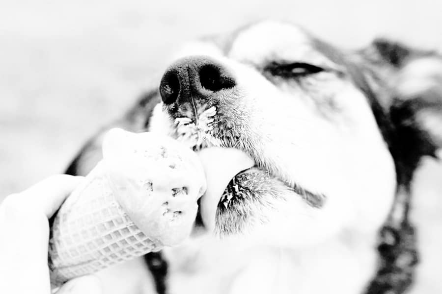 vegan dog ice cream