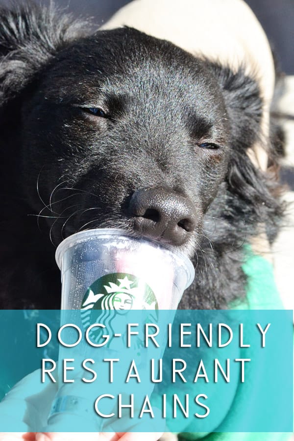 dog friendly restaurant chains