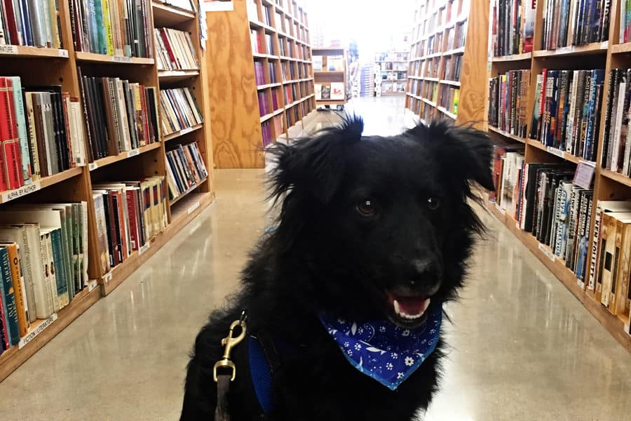 dog friendly bookstore