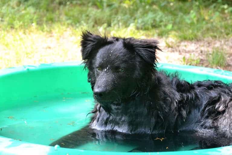 10 Ways to Enjoy Summer with Your Dog