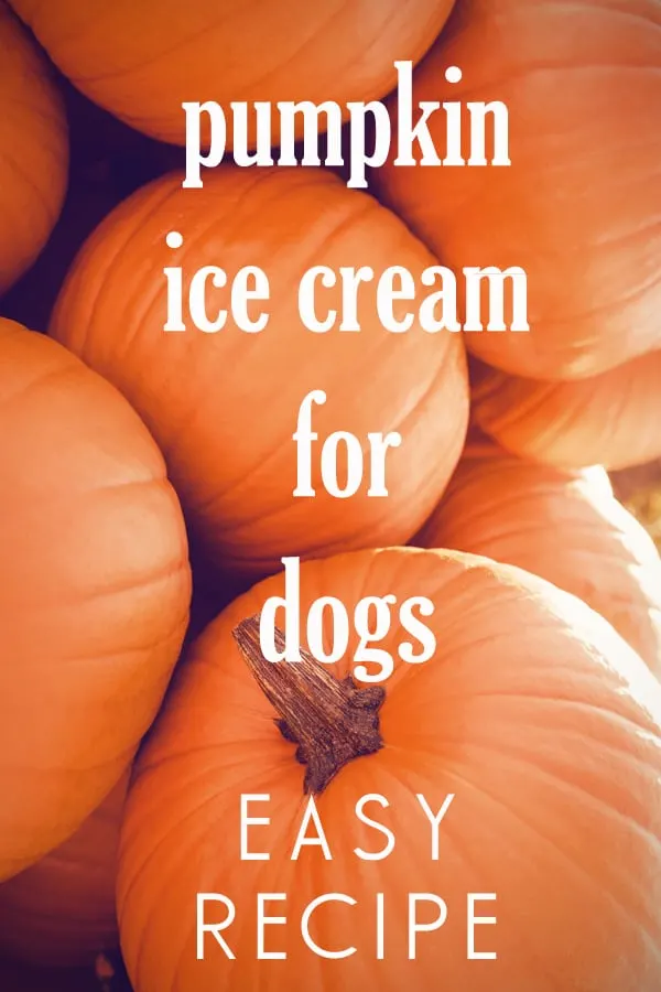 pumpkin dog ice cream recipe