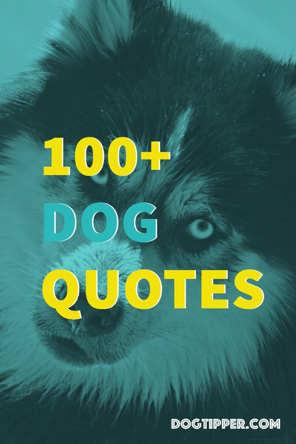 dog quotes