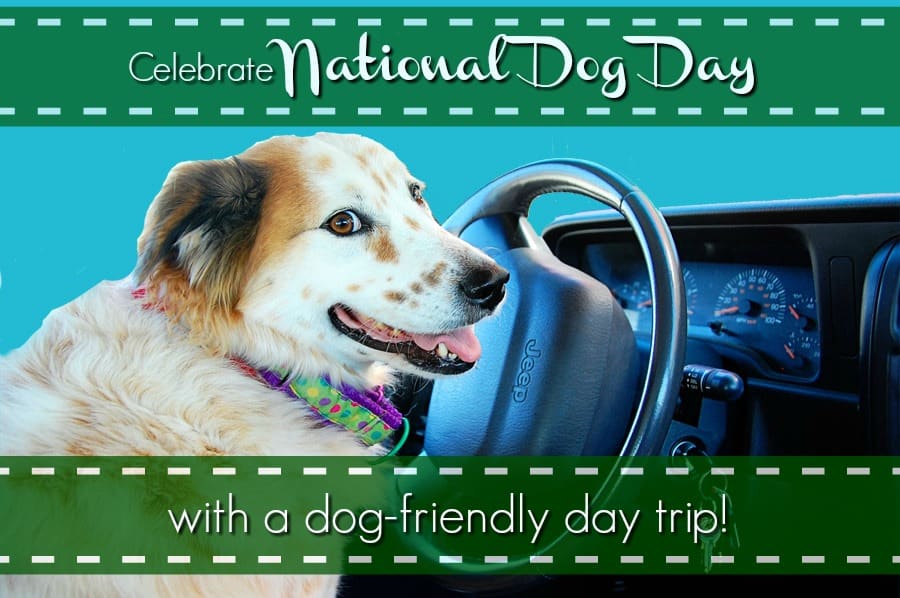 celebrate national dog day with a day trip