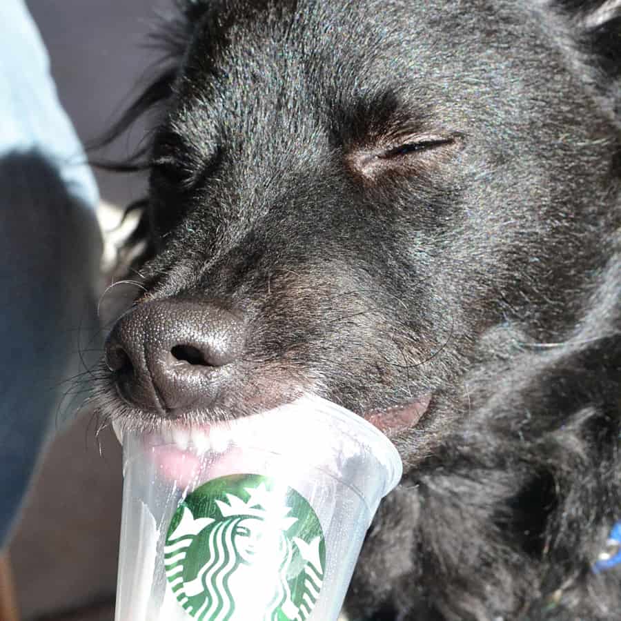 Starbucks Puppuccino