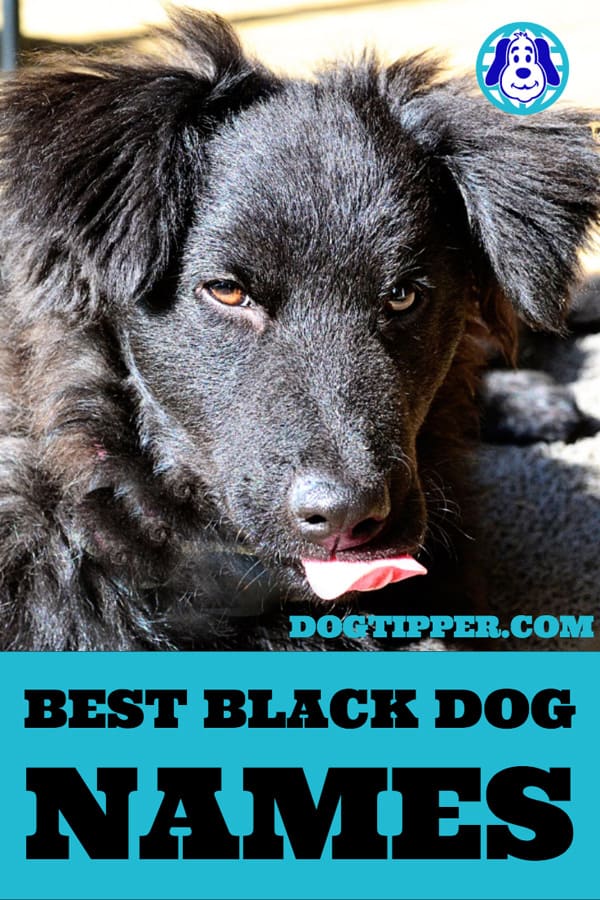 black dog names