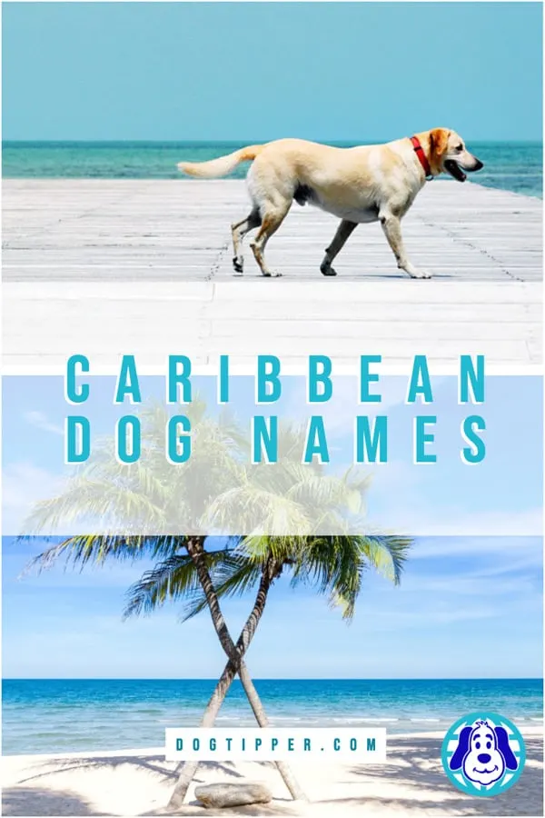 Caribbean dog names