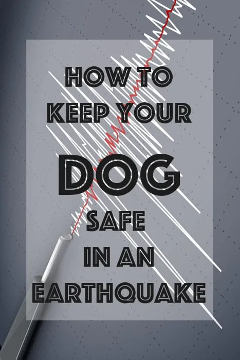 how to keep your dog safe in an earthquake