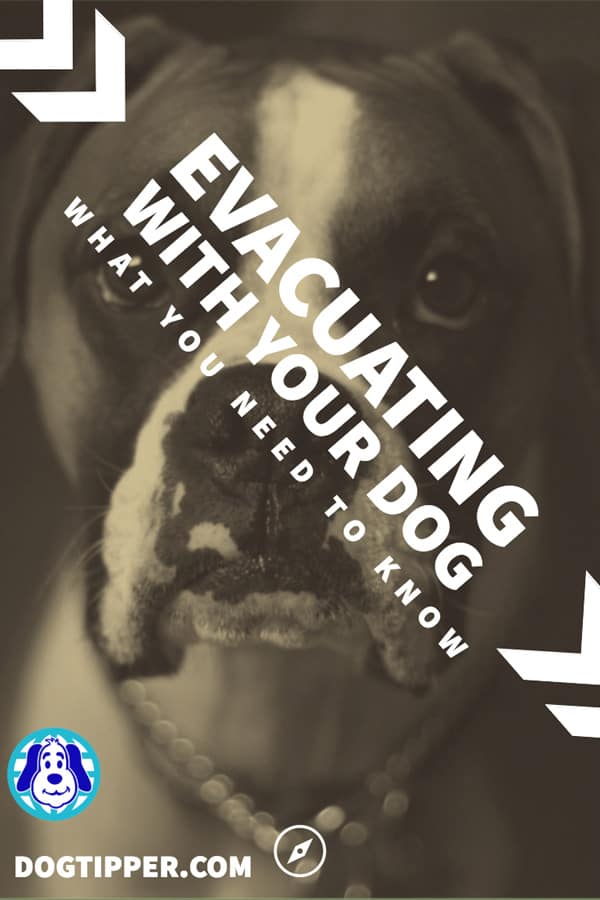 Evacuating with your dog