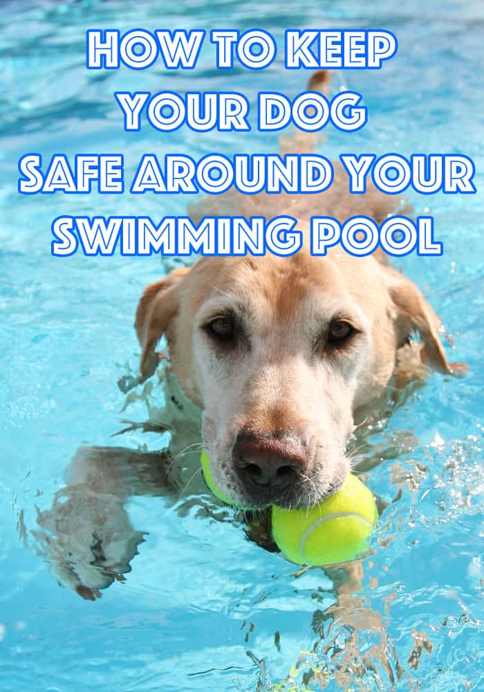 How to keep your dog safe around your swimming pool