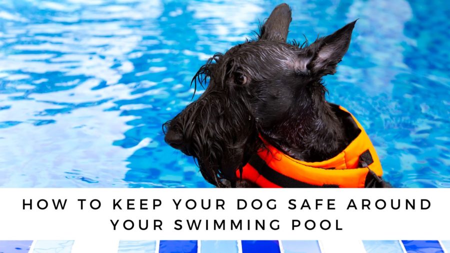 how do i keep my dog out of the swimming pool