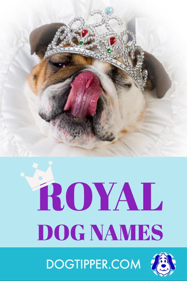 70+ Royal Dog Names and Their Meanings for Your New Prince or Princess!