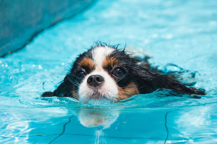 can dogs swim in chlorine pools