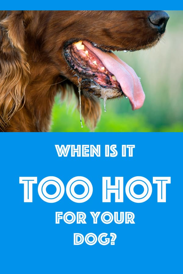 how does the heat affect dogs