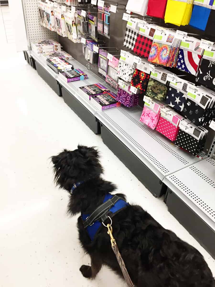 shopping with your dog