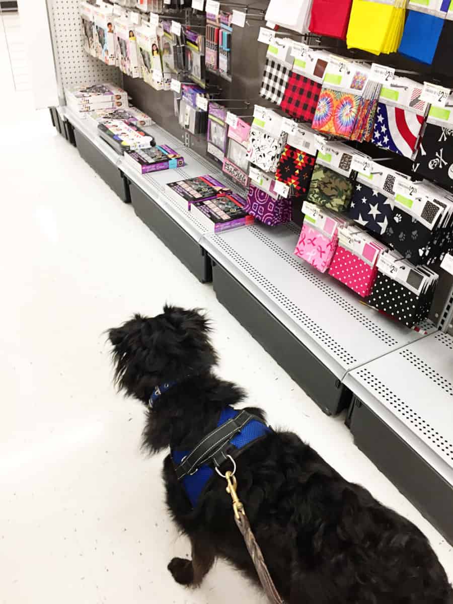 the dog in the Michaels . store