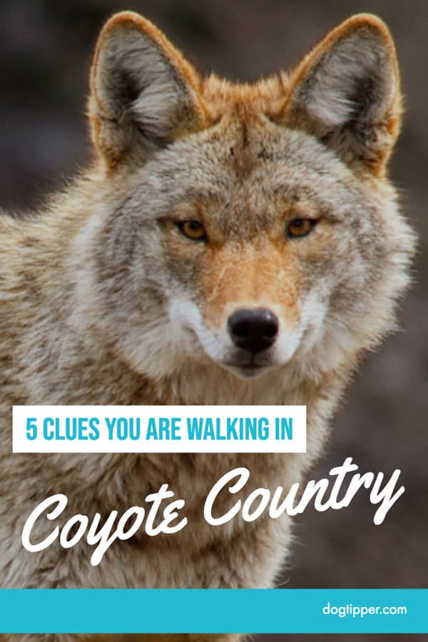 5 clues you are walking in coyote country