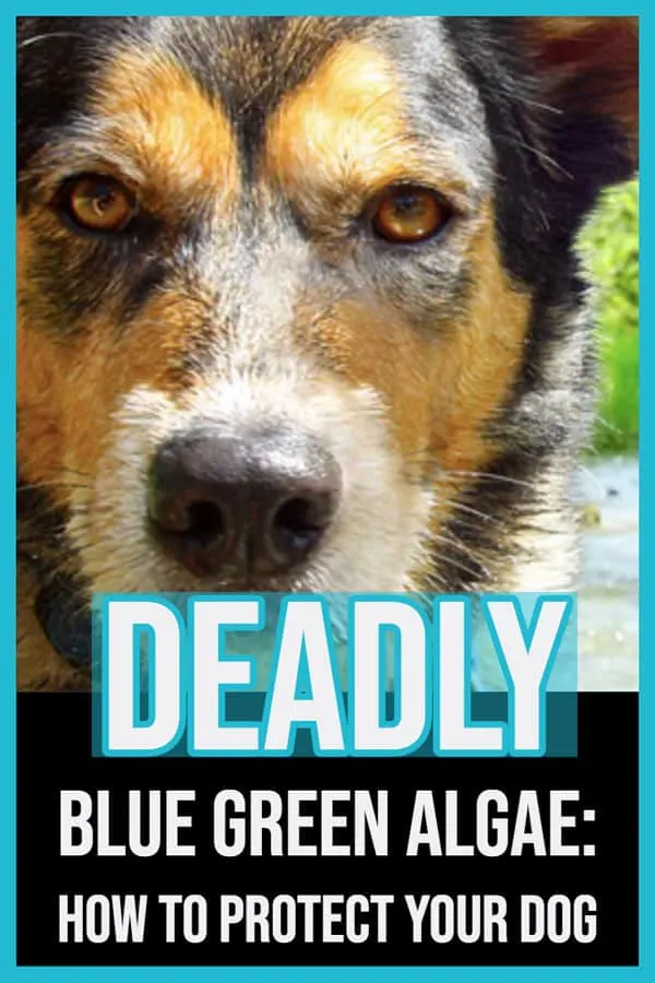 blue green algae dog safety