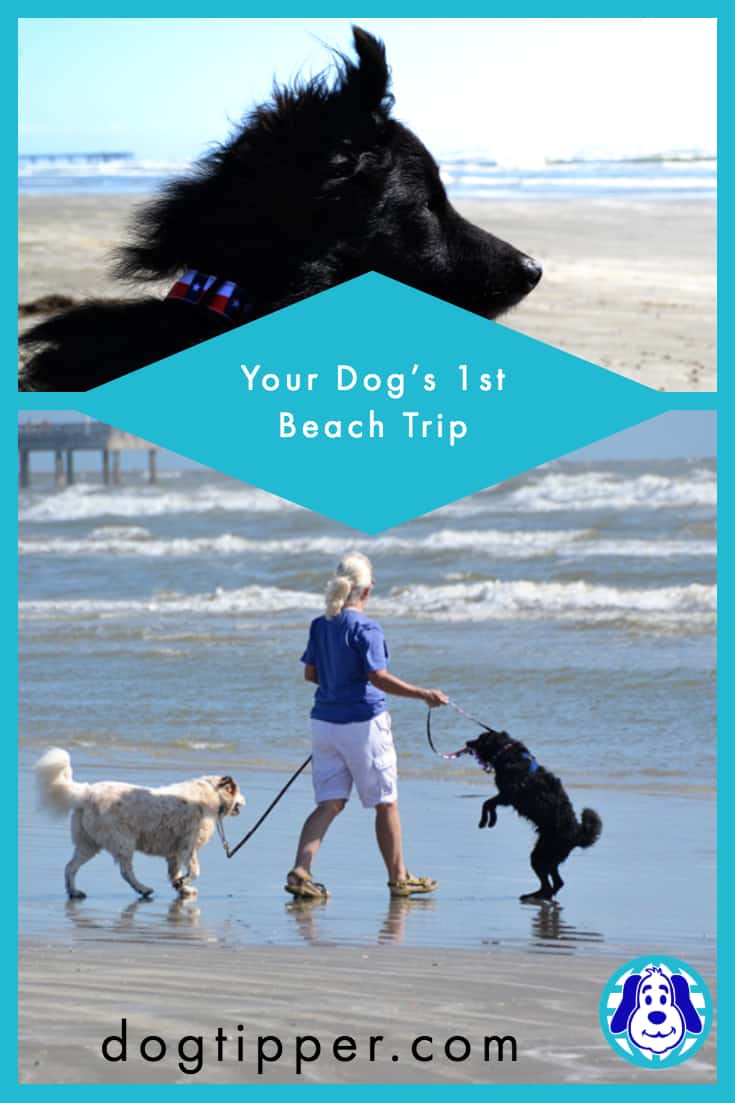 taking your dog to the beach