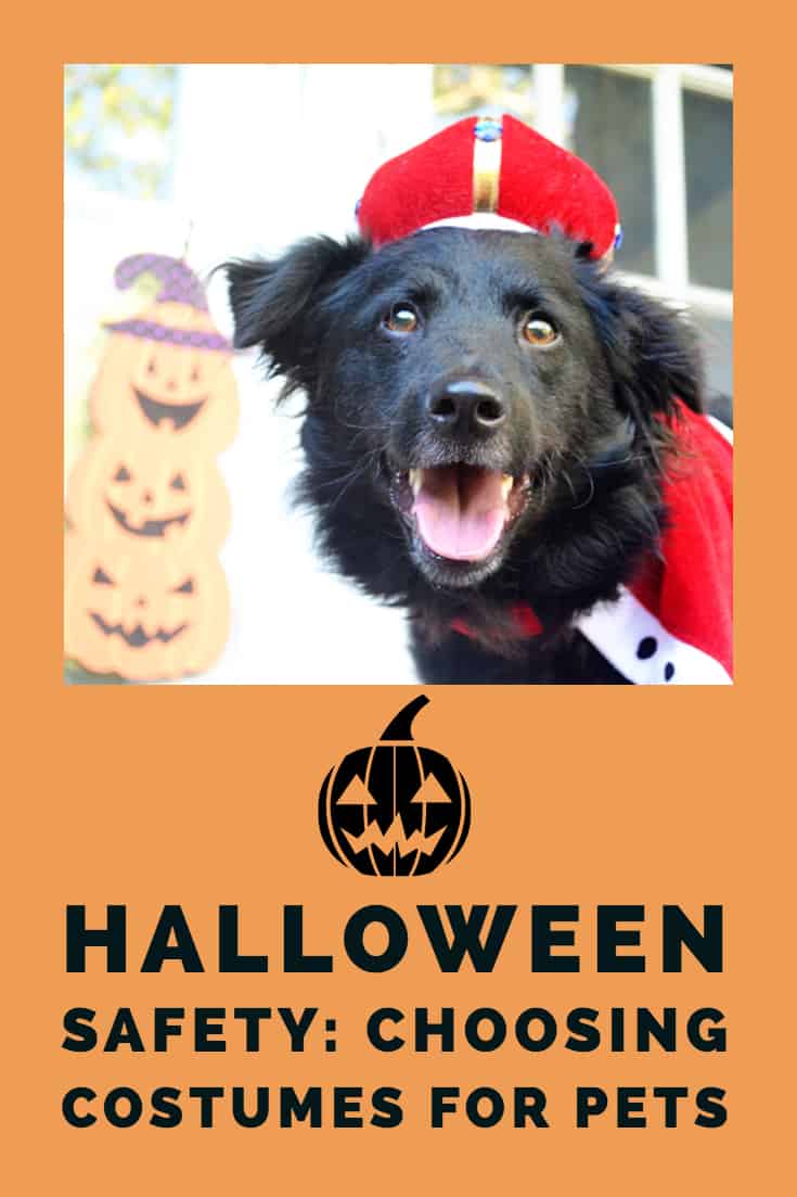 choosing halloween costume for dogs