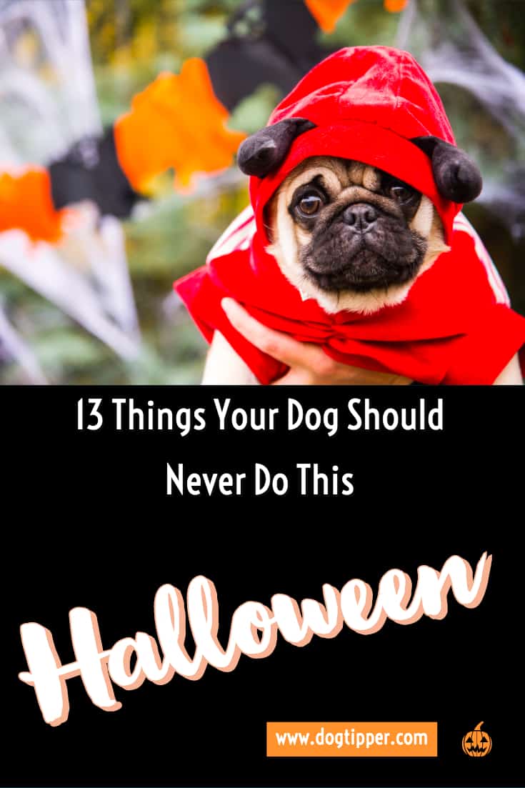 halloween dog safety