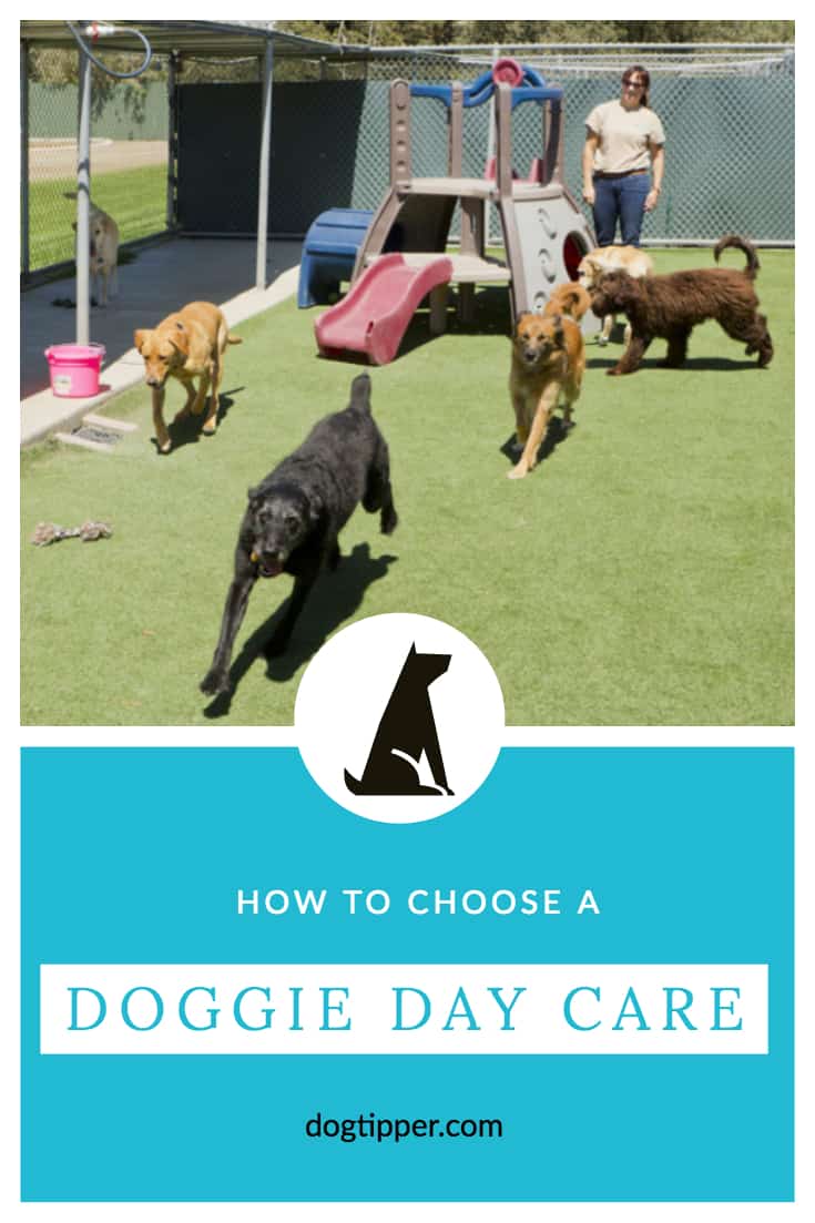 doggy day care