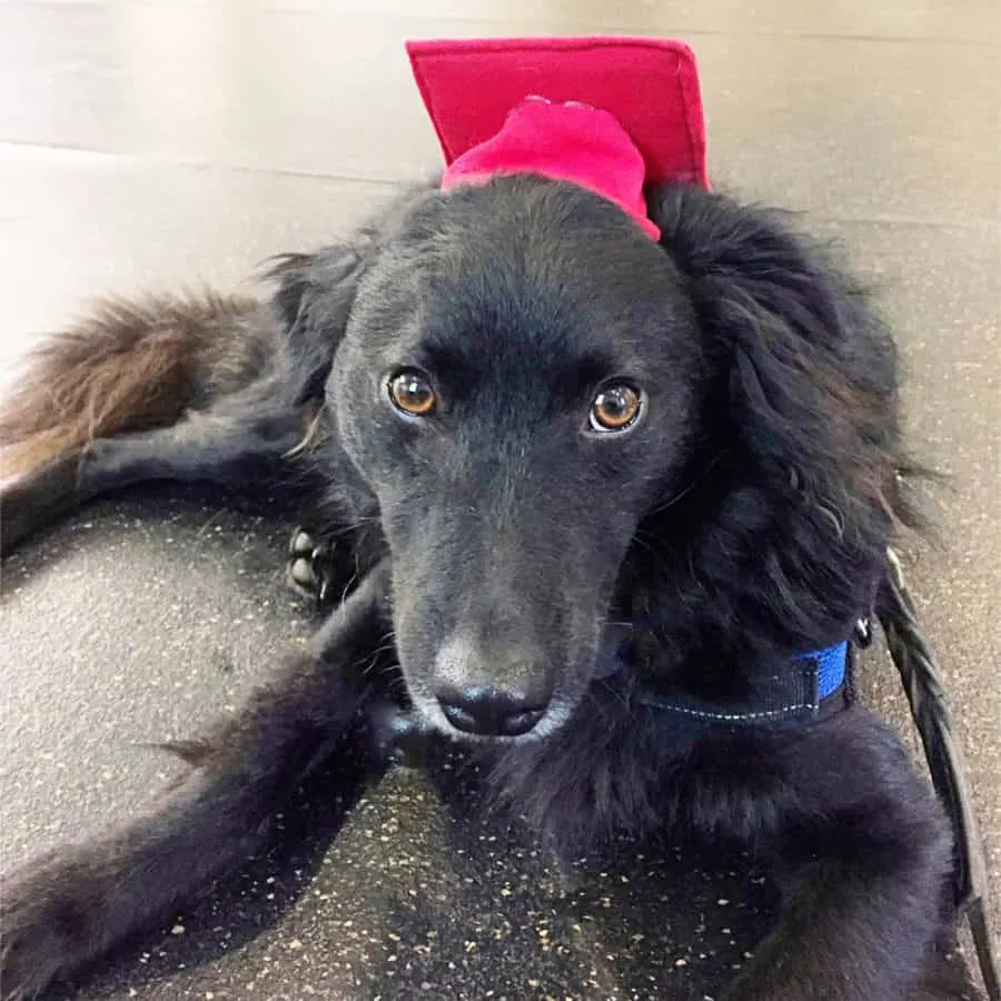 dog training class graduation