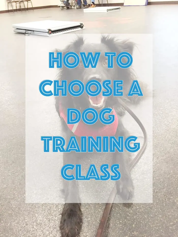 how to choose a dog training class