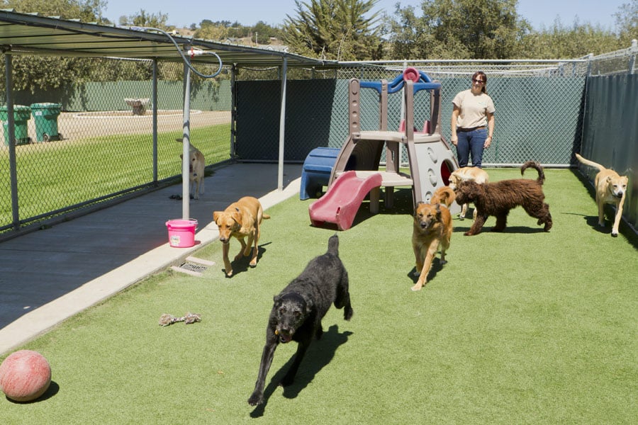 doggy-daycare-more-costa-mesa-k9grass-by-foreverlawn