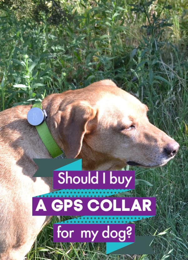 Should I Buy a GPS Dog Collar? (2023)