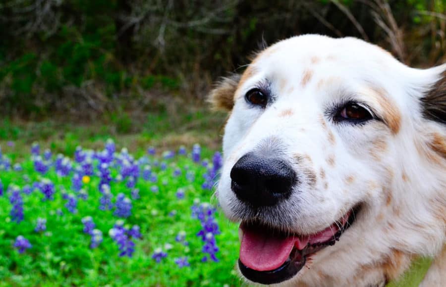 bluebonnet -- flower names for dogs