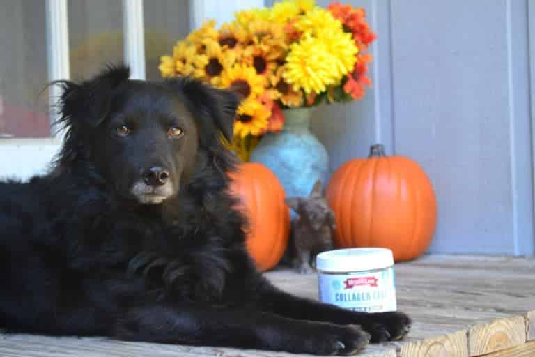 Review: Collagen for Dogs from The Missing Link