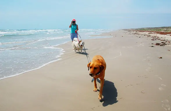 galveston island state park texas