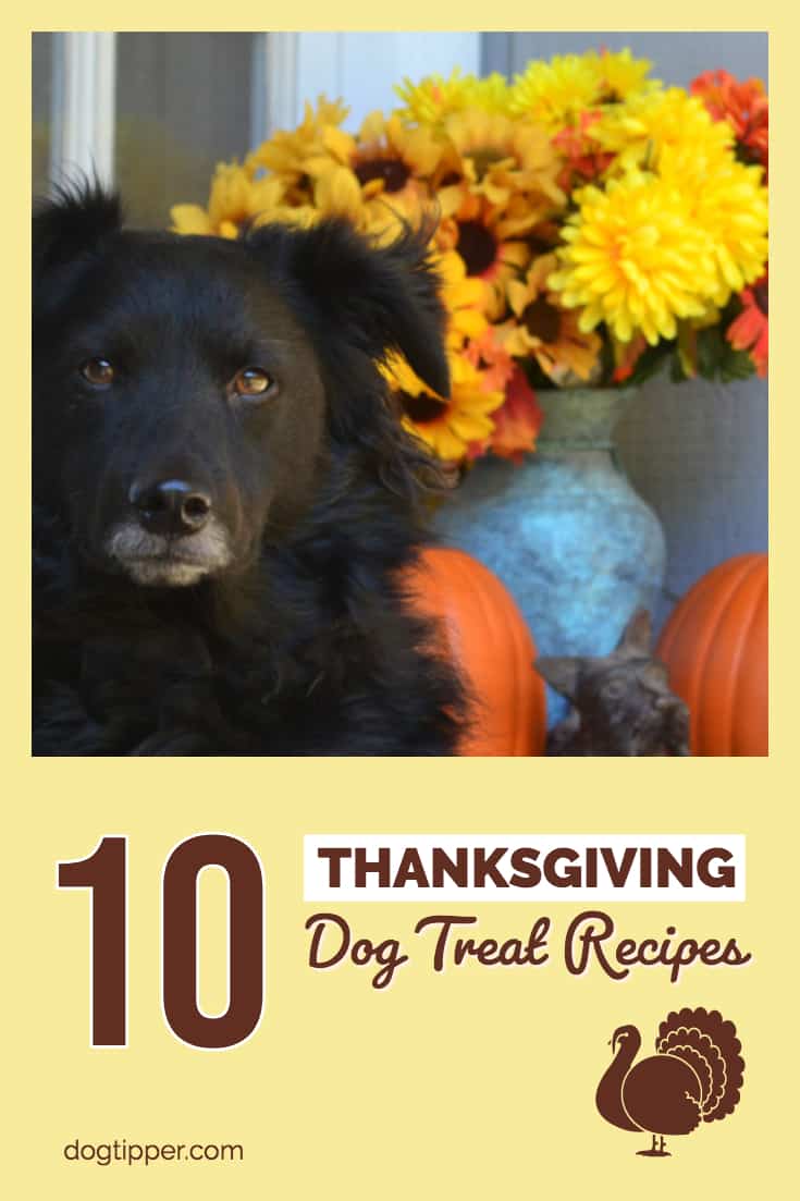 easy dog treat recipes for thanksgiving