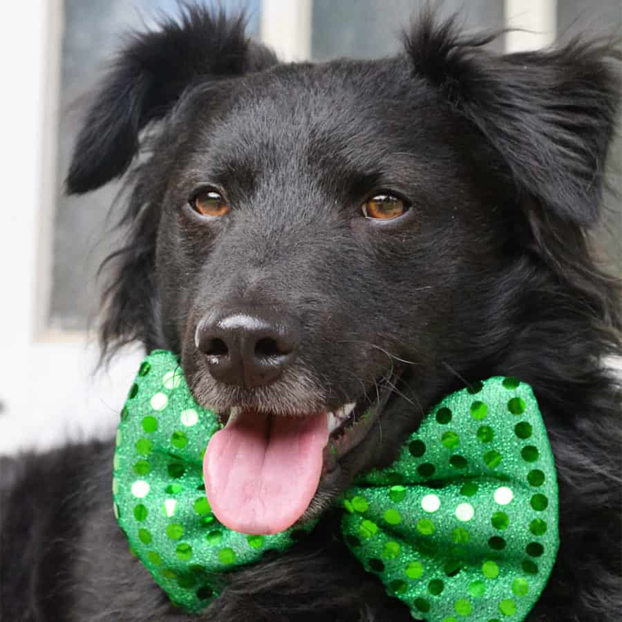 dog in bow tie