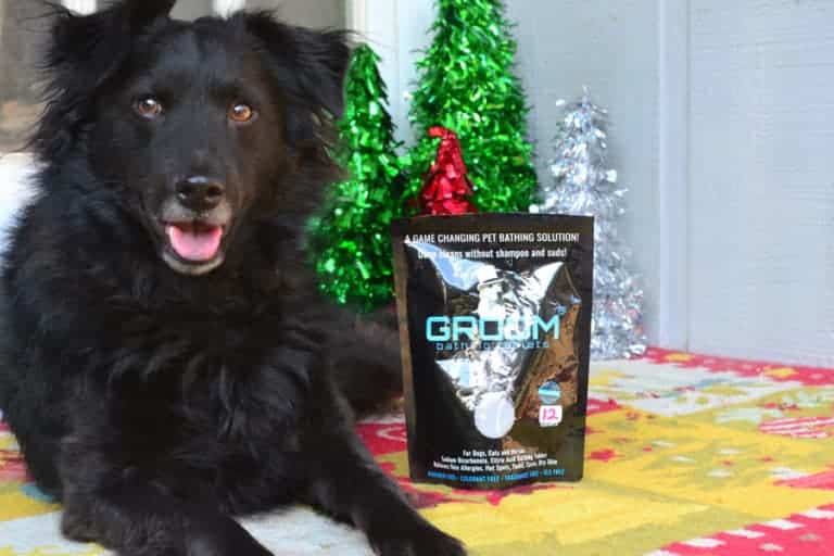 Get Your Dog Ready for Holiday Company