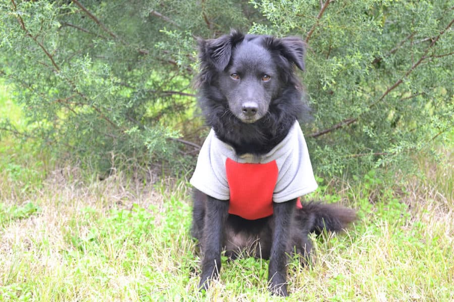 dog in sweater