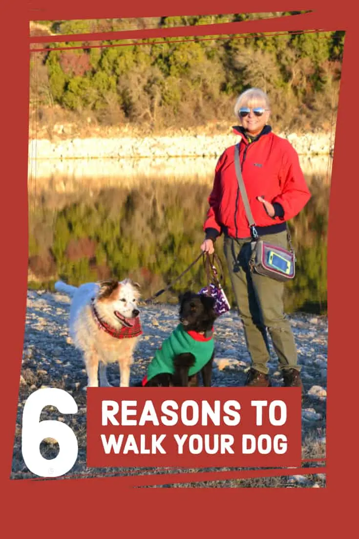 6 Reasons to Walk Your Dog Every Day: Vet Advice!
