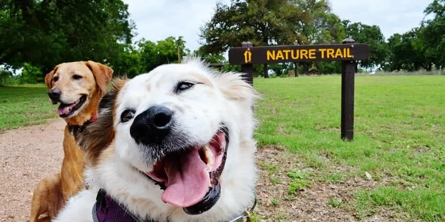 take your dog on a day trip