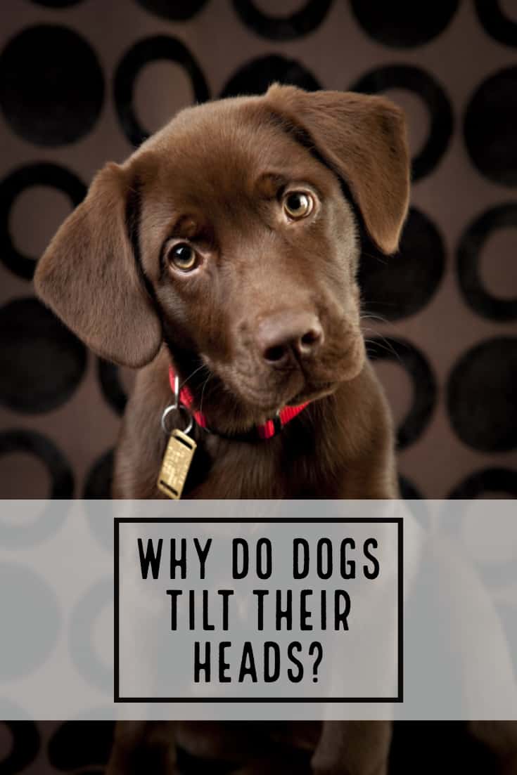 WHY DO DOGS TILT THEIR HEADS