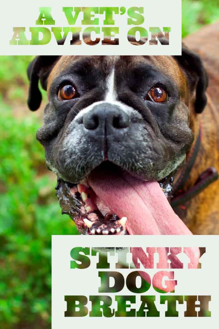 Stinky Dog Breath - tips from a veterinarian