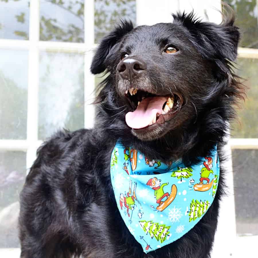 dog in bandana